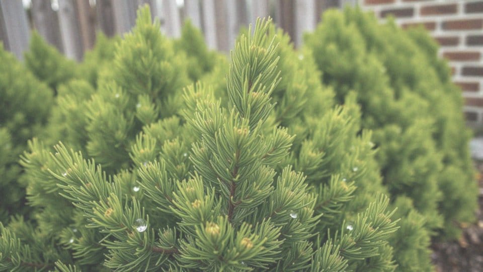 Czy tuja Szmaragd ma jakieś szkodniki lub choroby?