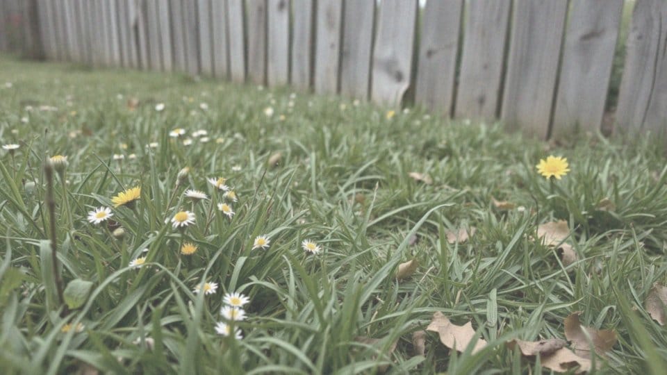 Jakie są skutki obecności kleszczy w ogrodzie?